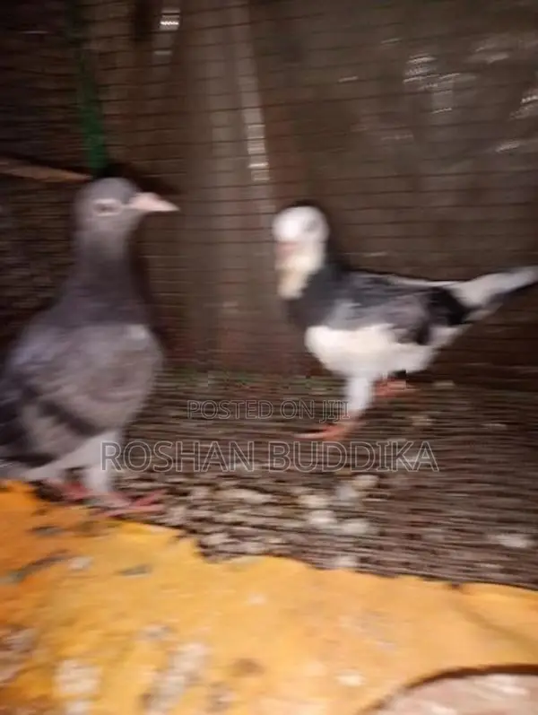 Pigeons