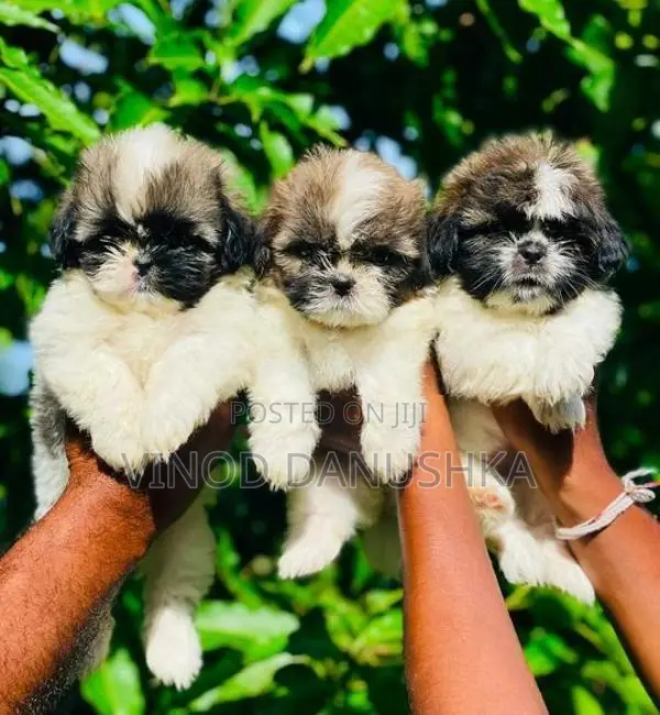 Shitzu Puppies