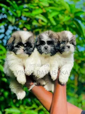 Shitzu Puppies