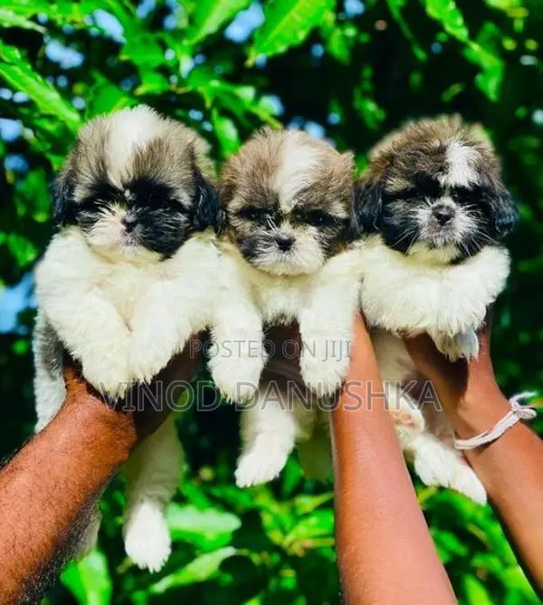 Shitzu Puppies