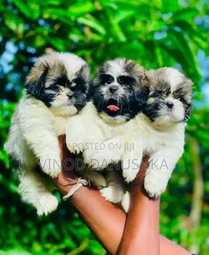 Shitzu Puppies