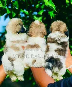 Shitzu Puppies
