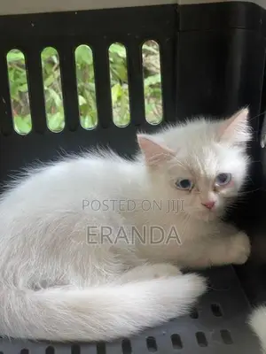 Persian Cat