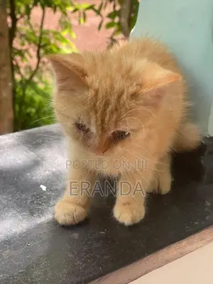 Persian Cat