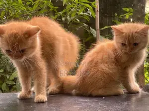 Persian Cat