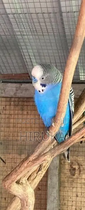 Love Bird