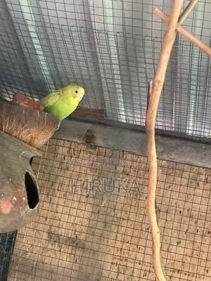 Love Bird