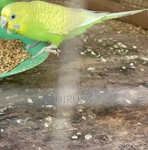 Love Bird
