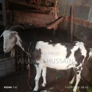 Female Goat