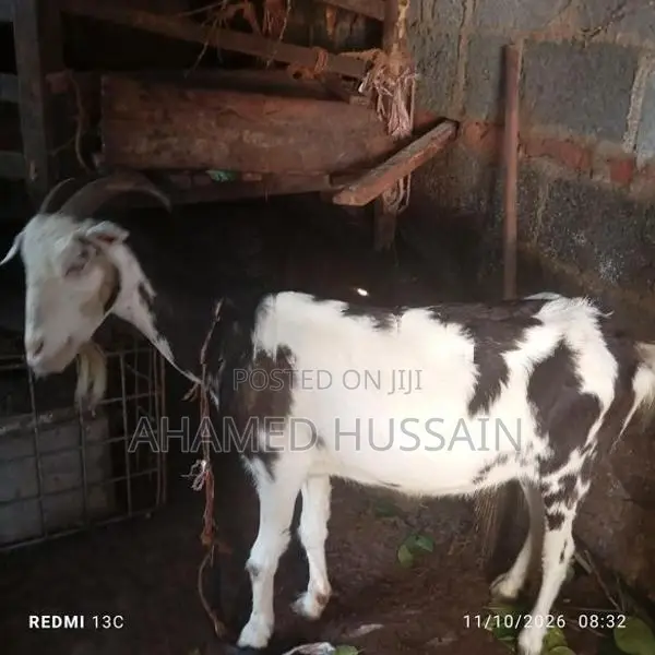 Female Goat