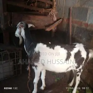 Female Goat