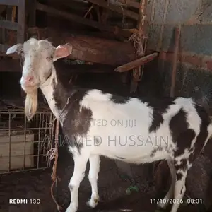 Female Goat