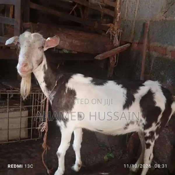 Female Goat