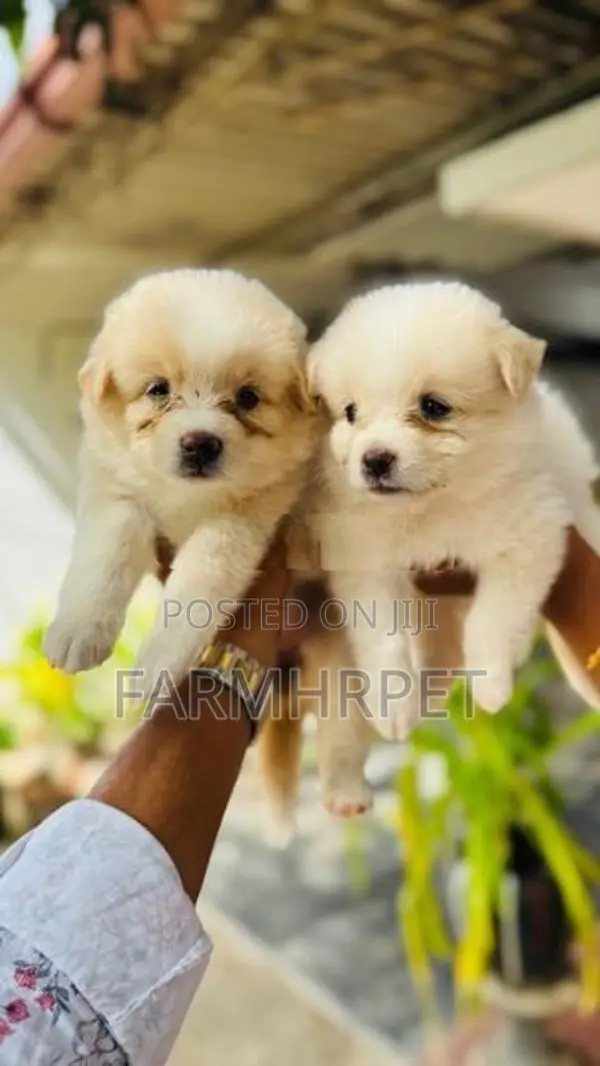 Pomeranian