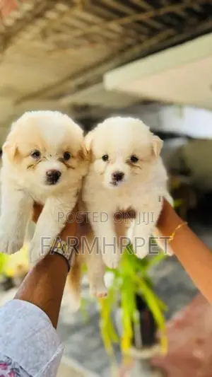 Pomeranian