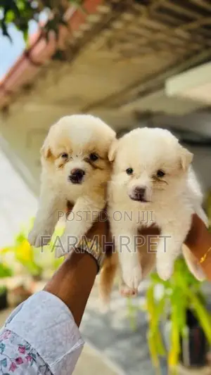 Pomeranian