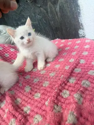 Persian Kittens