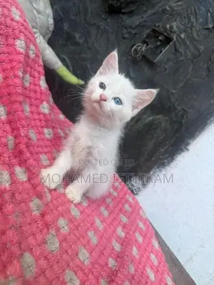 Persian Kittens