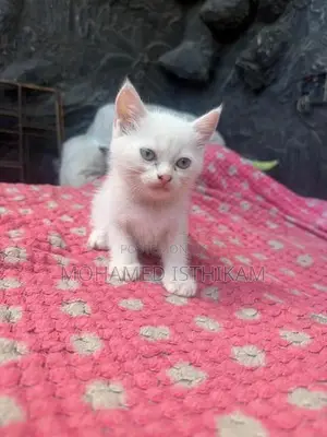 Persian Kittens