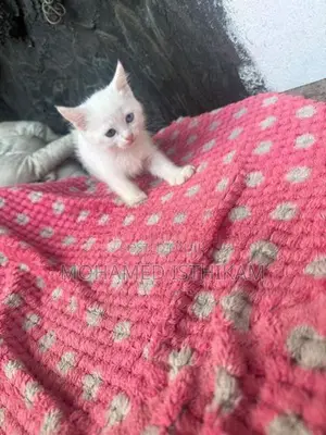 Persian Kittens