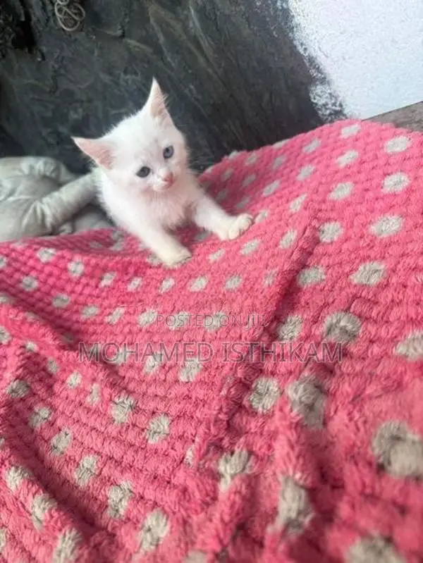 Persian Kittens