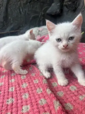 Persian Kittens