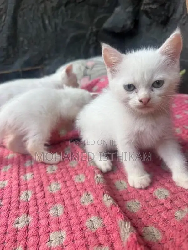 Persian Kittens