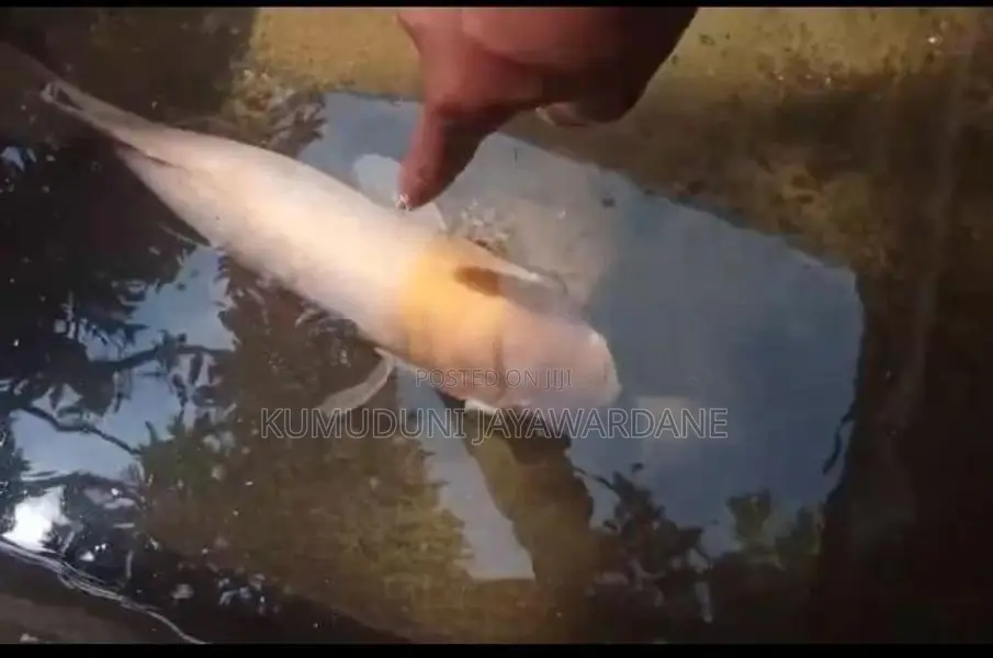 ඇල්බිනෝ ජයන්ට් ගුරාමි මාළුවෙක්
