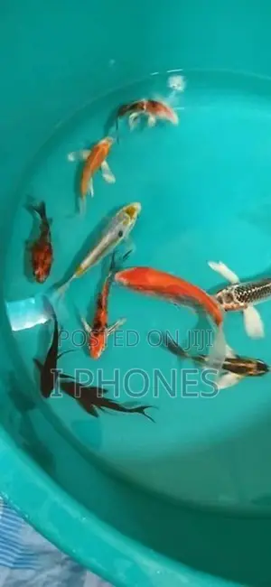 Carf Fish