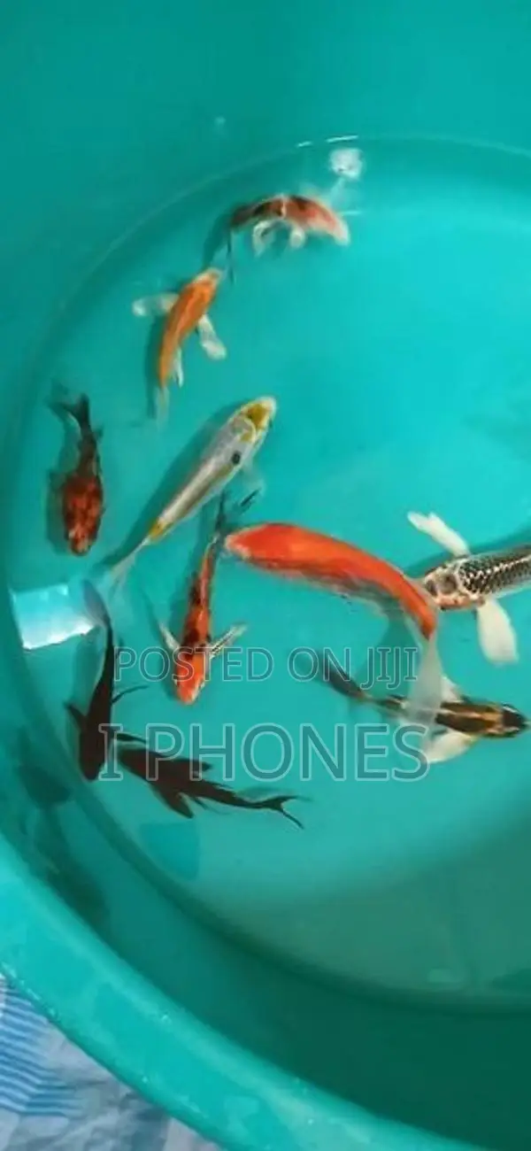 Carf Fish