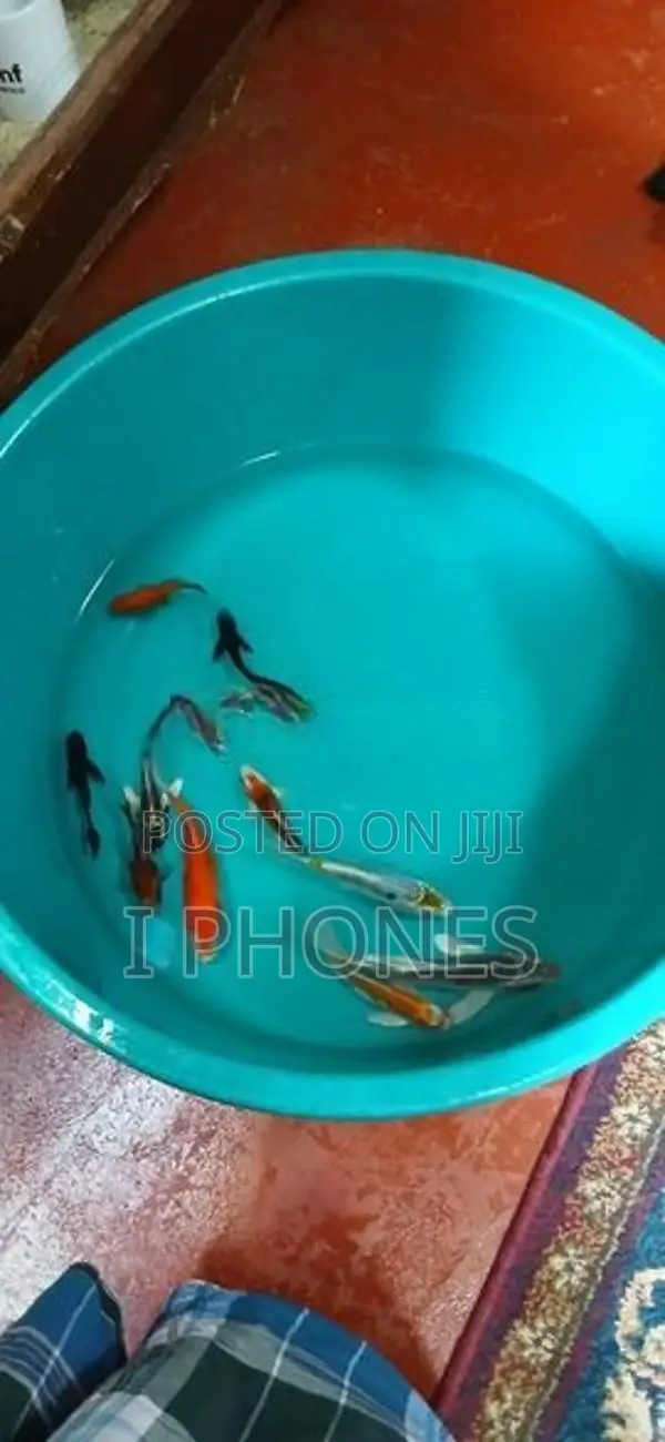 Carf Fish