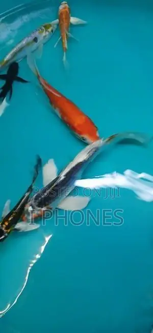 Carf Fish