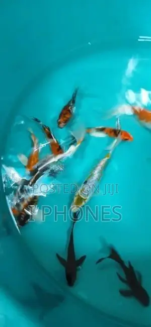 Carf Fish