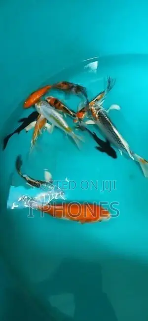Carf Fish
