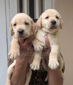 Labrador Retriever Puppies