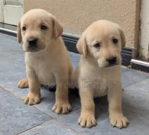 Labrador Retriever Puppies