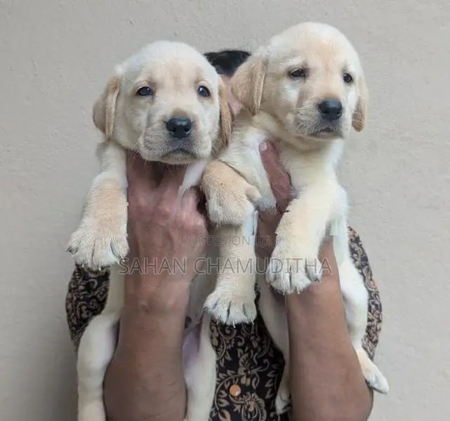 Labrador Retriever Puppies