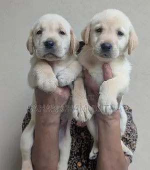 Labrador Retriever Puppies