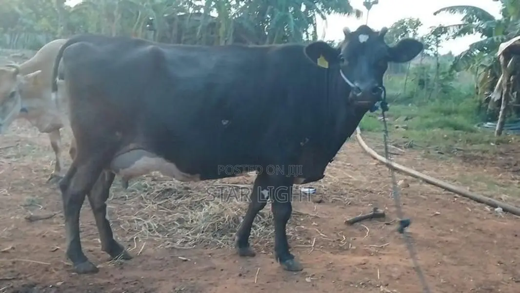 Farm Cow