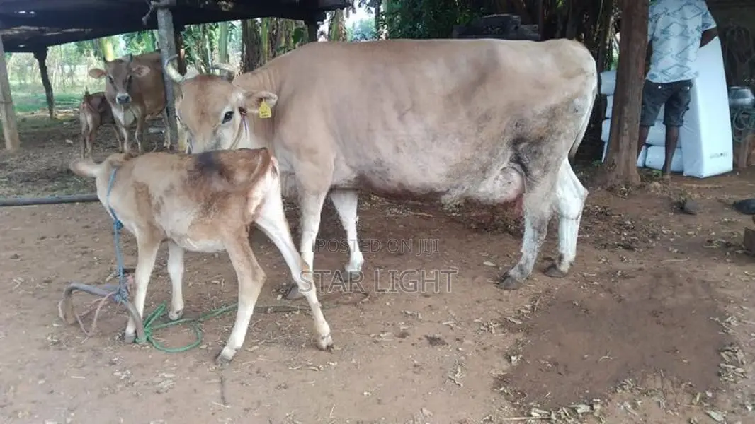 Farm Cow