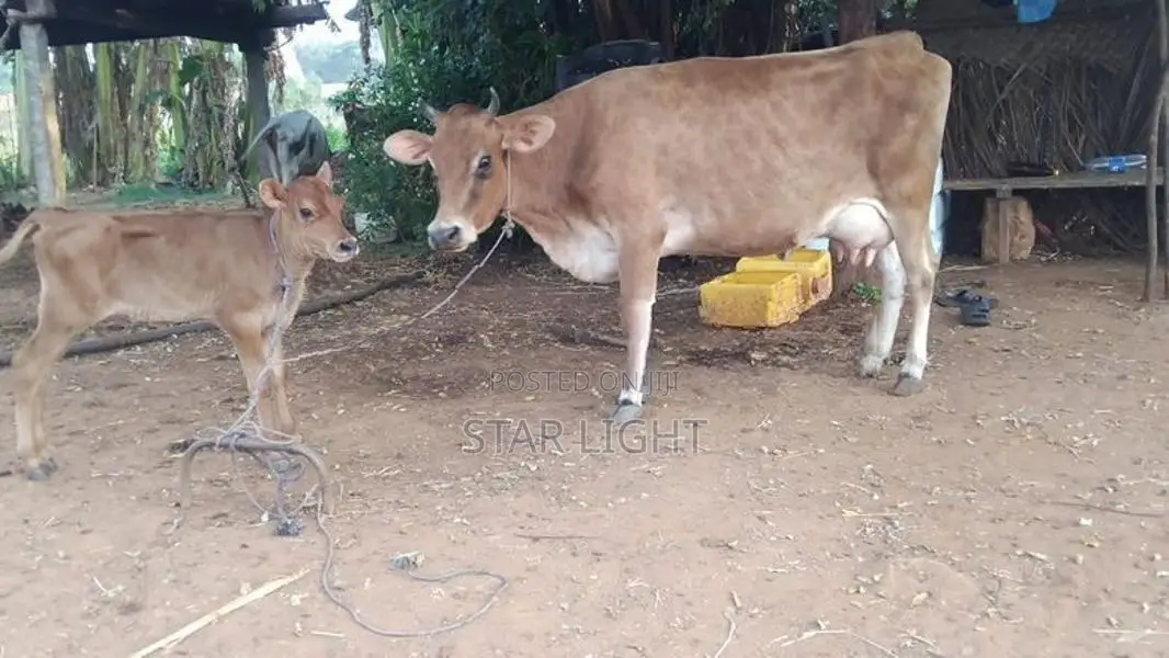 Farm Cow