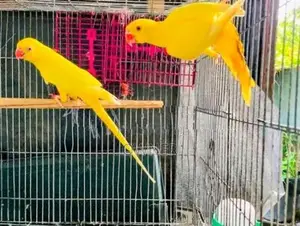 Ringneck Birds
