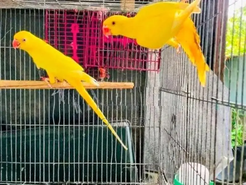 Ringneck Birds