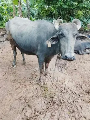 මුරාමීදෙන