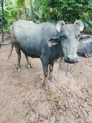 මුරාමීදෙන