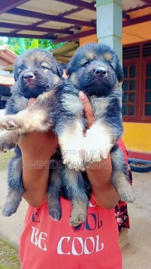 German Shepherd Puppy