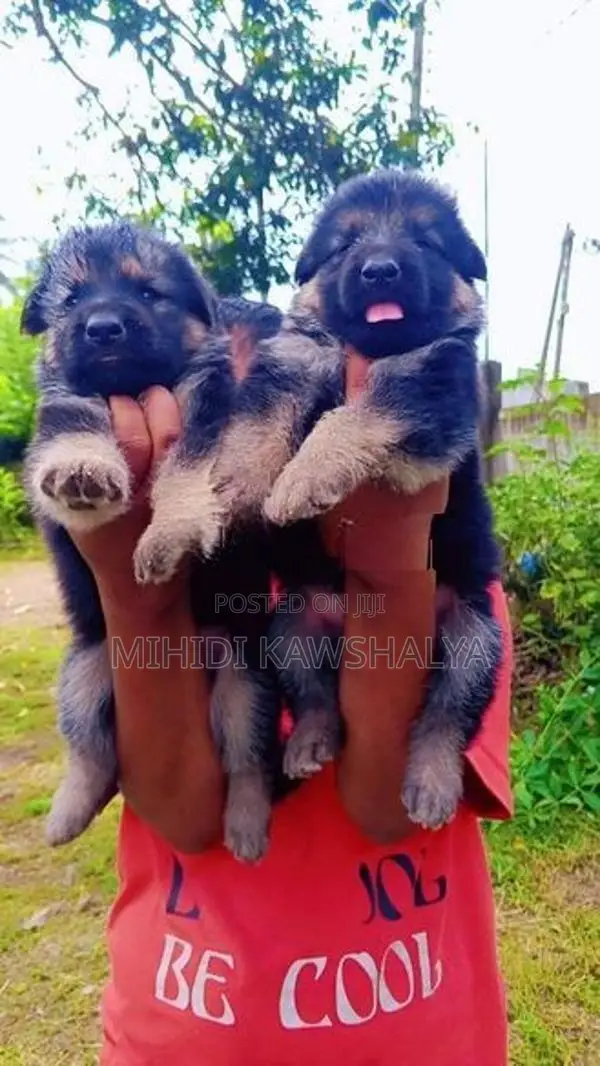 German Shepherd Puppy