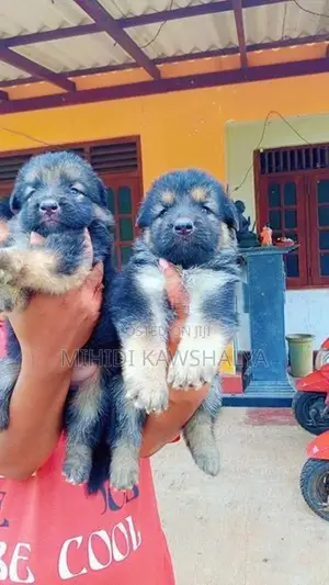 German Shepherd Puppy