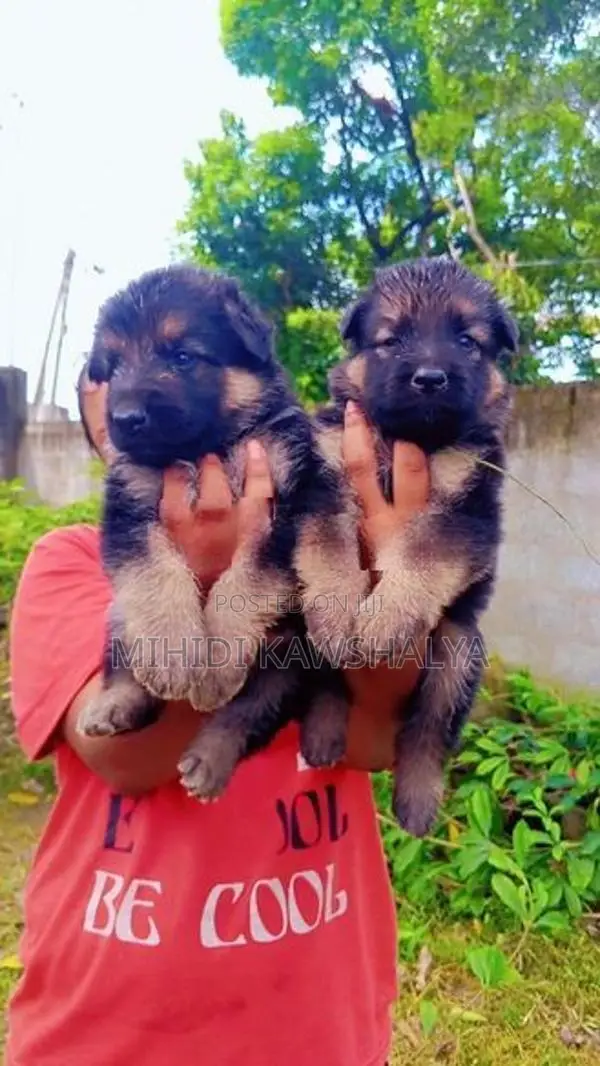 German Shepherd Puppy