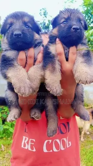 German Shepherd Puppy